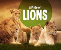 A Pride Of Lions