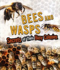 Bees And Wasps