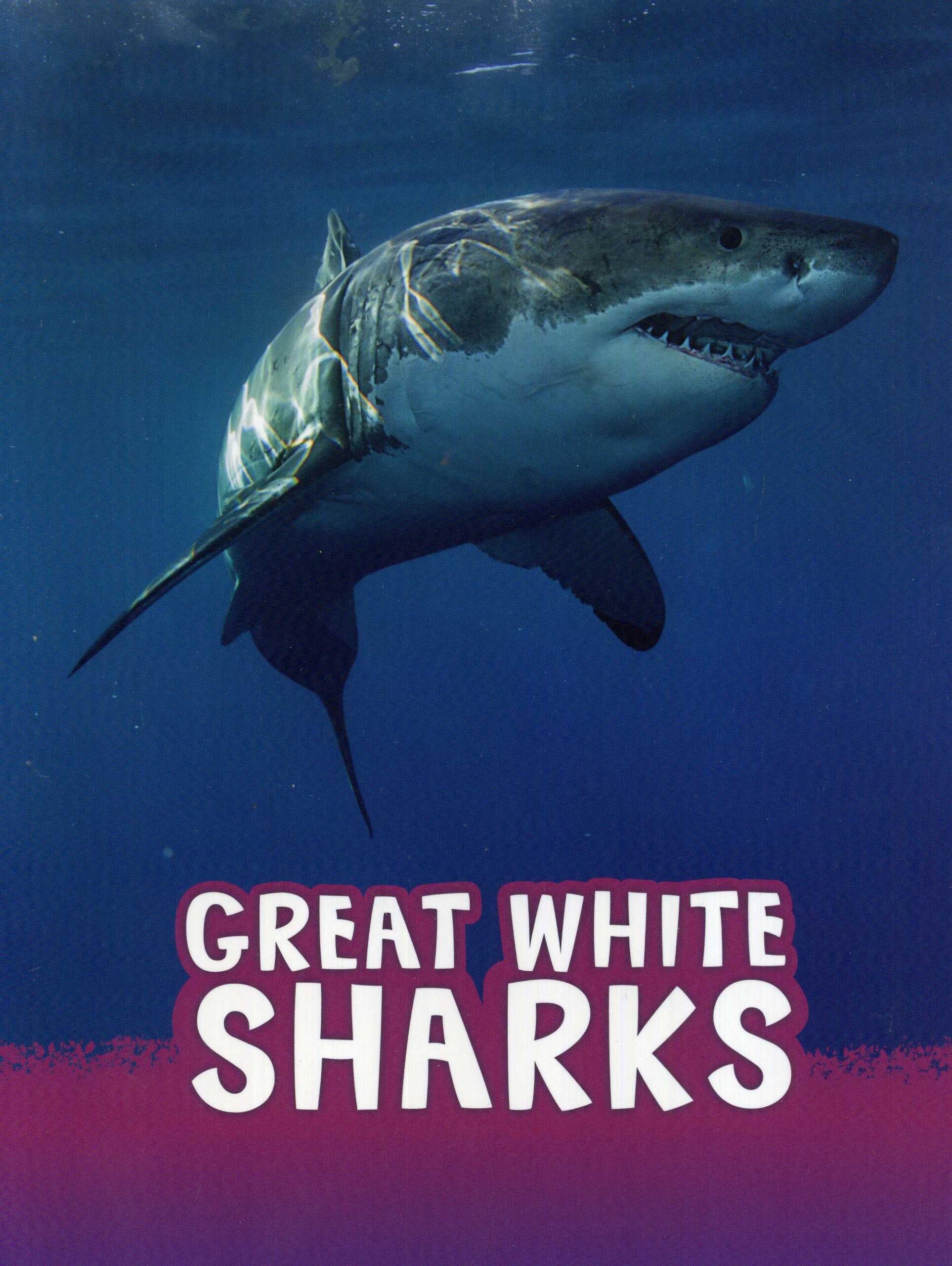 Great White Shark Advice Sign - Wooden Ocean Beach House Plaque, Sea Life Decor
