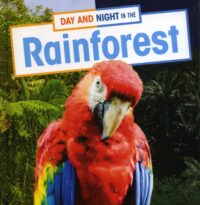 Day And Night In The Rainforest