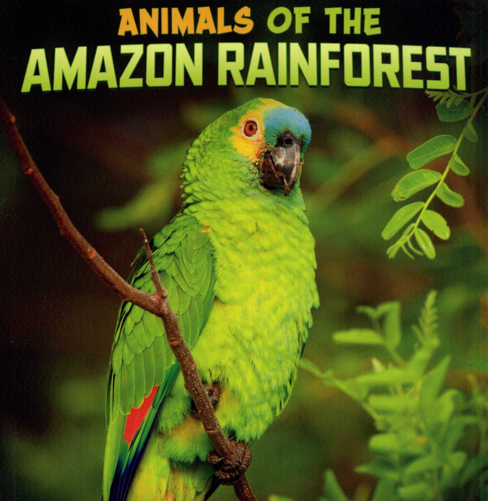 Animals Of The Amazon Rainforest - Laburnum House Educational