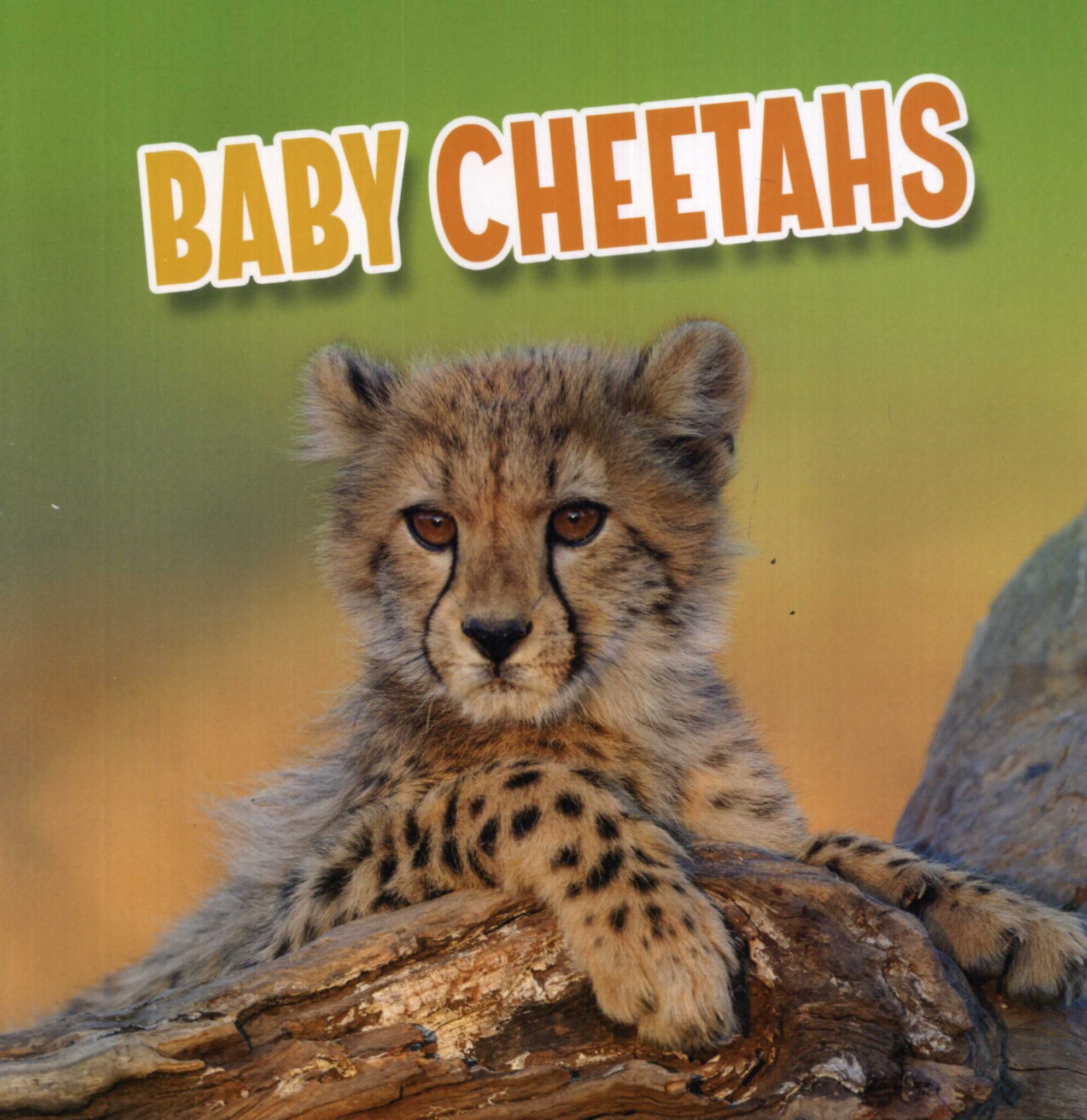 Baby Cheetahs - Laburnum House Educational