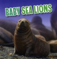 Baby Sea Lions