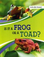 Is It A Frog Or A Toad?