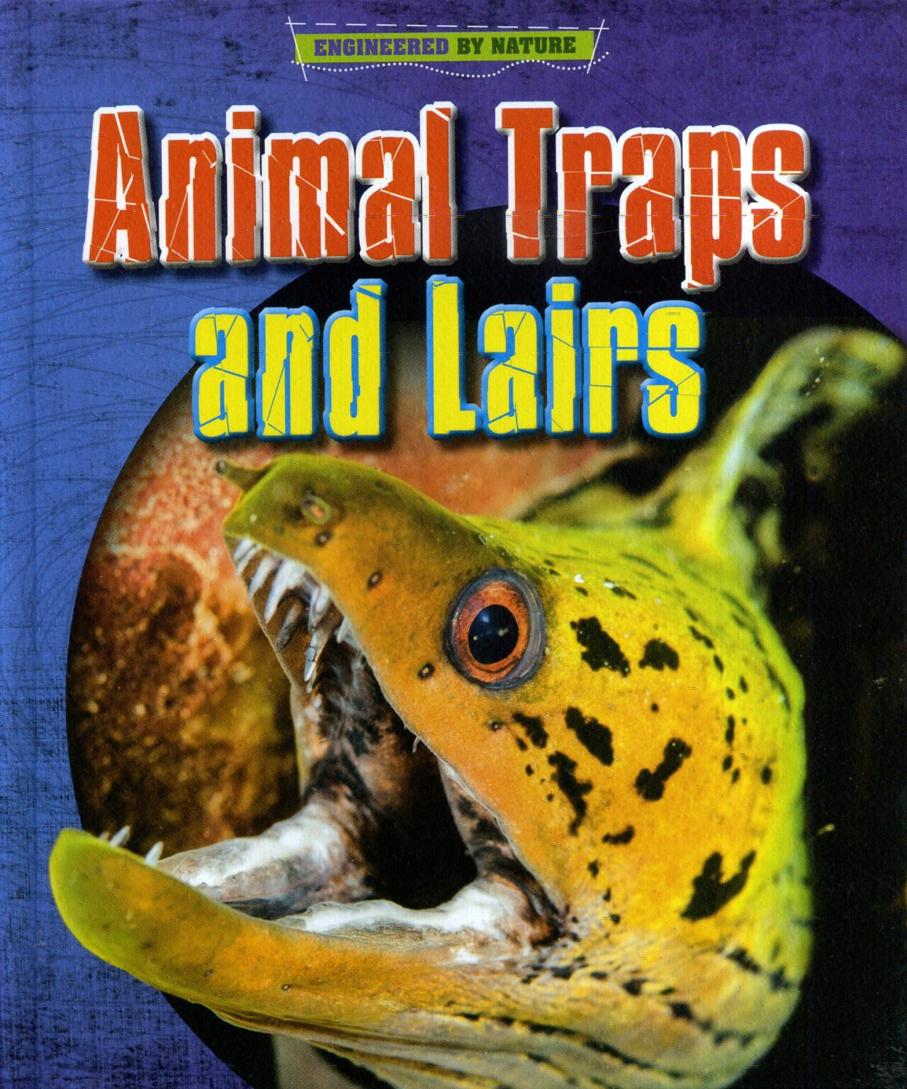 Animal Traps And Lairs Laburnum House Educational