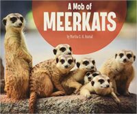 A Mob Of Meerkats