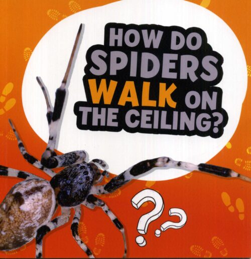 How Do Spiders Walk On The Ceiling