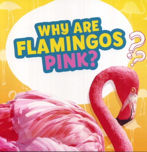 Why Are Flamingos Pink