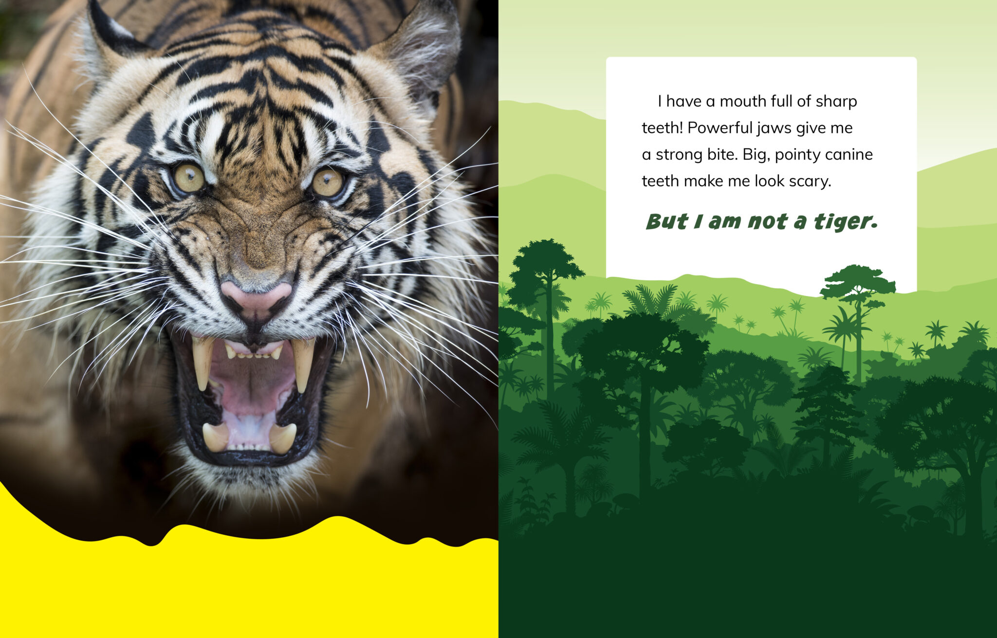 I Am Not A Parrot: Animals In The Rainforest - Laburnum House Educational
