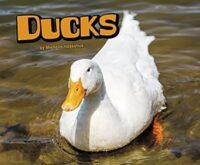 Ducks