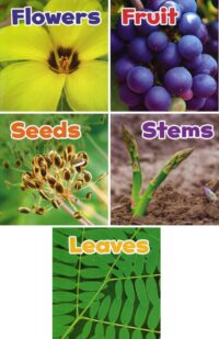 Plant Parts Collection | 5 Books