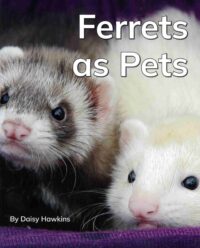 Ferrets as Pets
