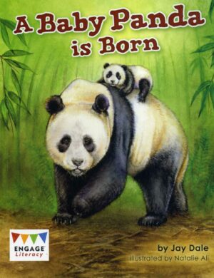 A Baby Panda is Born