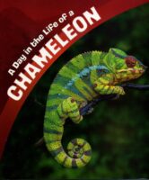 A Day in the Life of a Chameleon