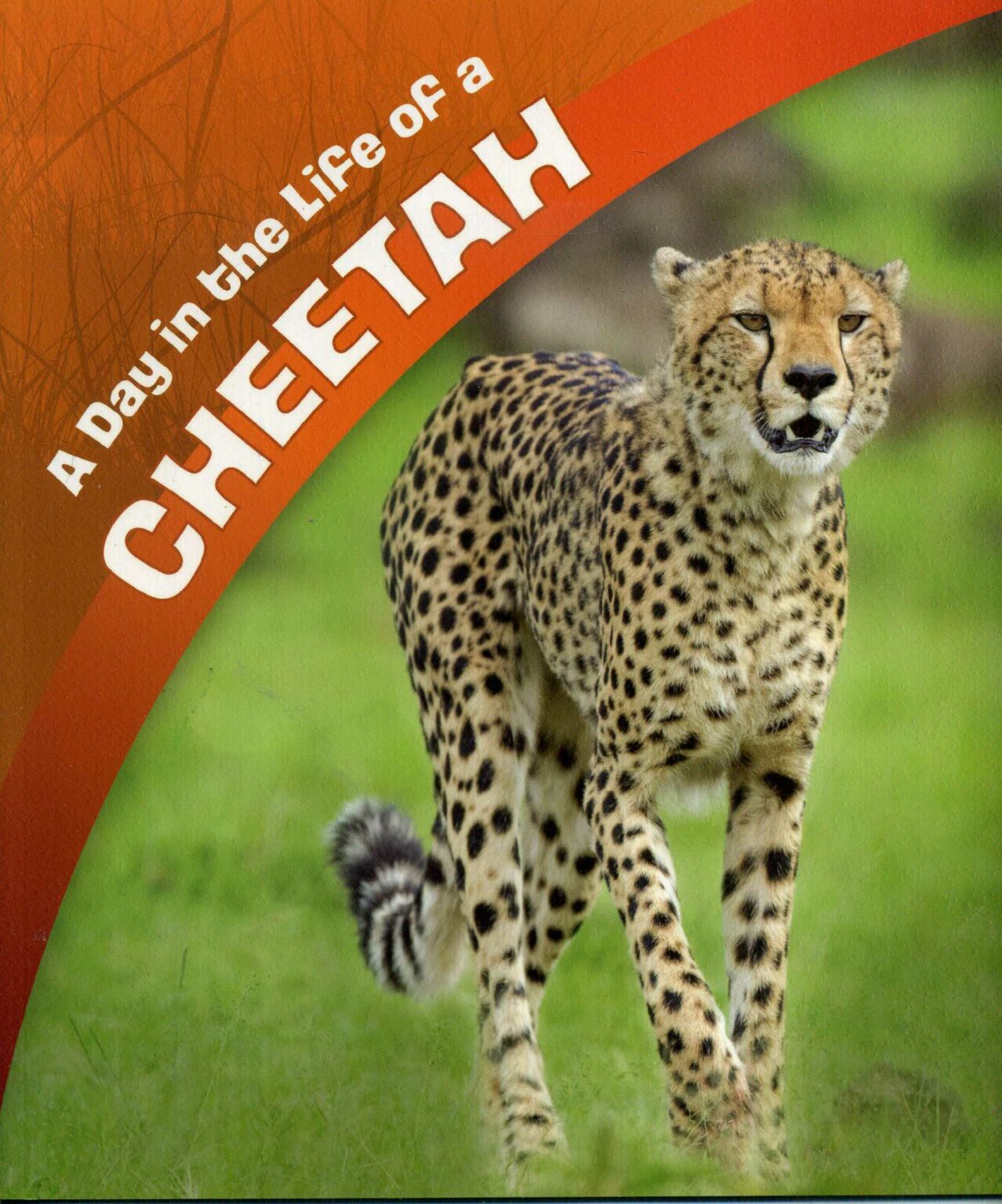 A Day In The Life Of A Cheetah 9781474764995 Laburnum House Educational
