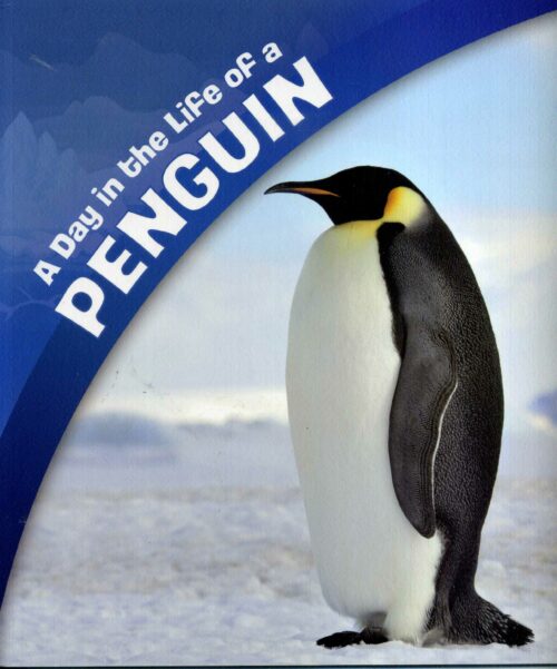 A Day in the Life of a Penguin