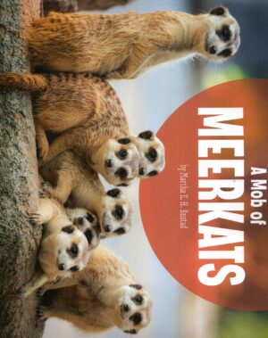 A Mob Of Meerkats