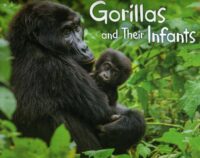 Gorillas and their Infants