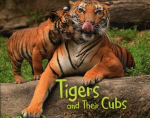Tigers and their Cubs